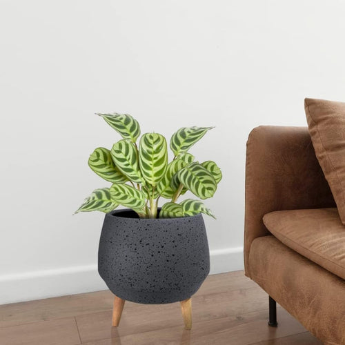 2 inch Conic fiberstone Planter, Speckles Design with Wood