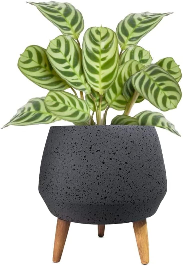 2 inch Conic fiberstone Planter, Speckles Design with Wood