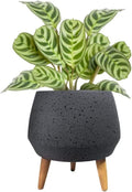 2 inch Conic fiberstone Planter, Speckles Design with Wood